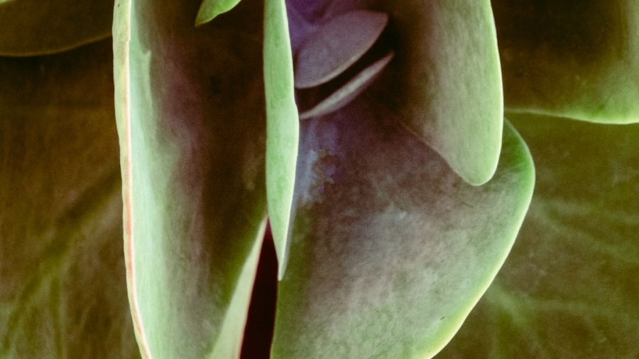 Photo Biomimicry