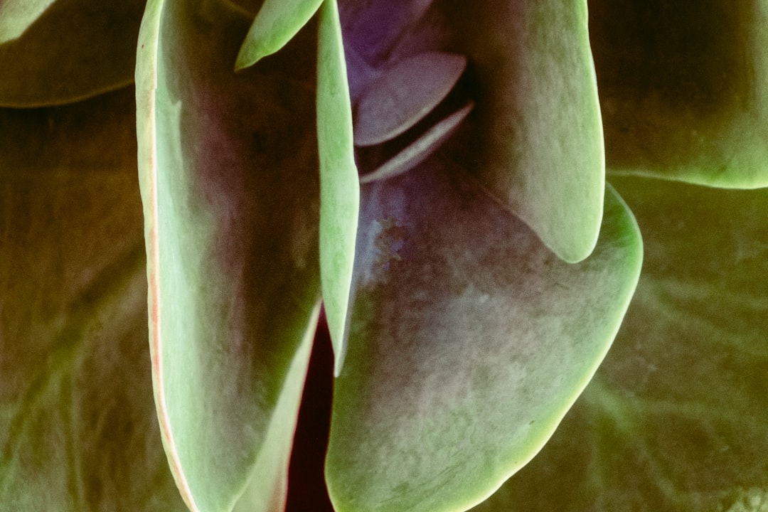 Home 62 Photo Biomimicry