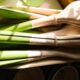 Photo Biodegradable Materials