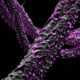Photo Synthetic Biology