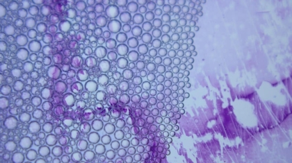 Photo Bioprinting Tissues