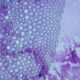 Photo Bioprinting Tissues