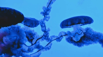 Photo Synthetic Biology