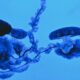 Photo Synthetic Biology