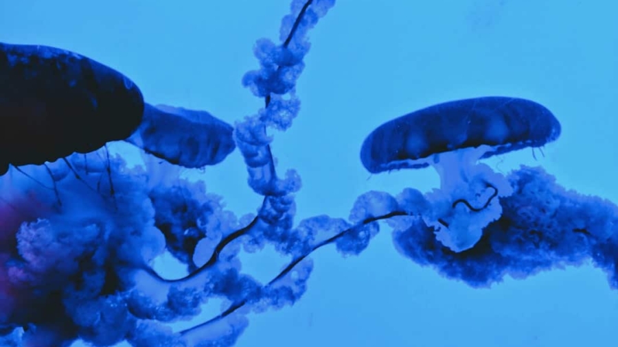 Photo Synthetic Biology