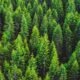 Photo Tech, Reforestation, Conservation