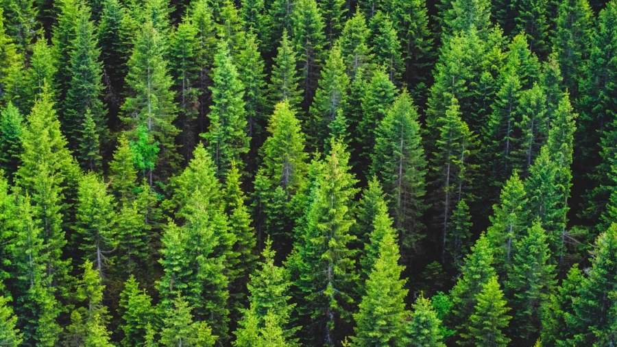 Photo Tech, Reforestation, Conservation