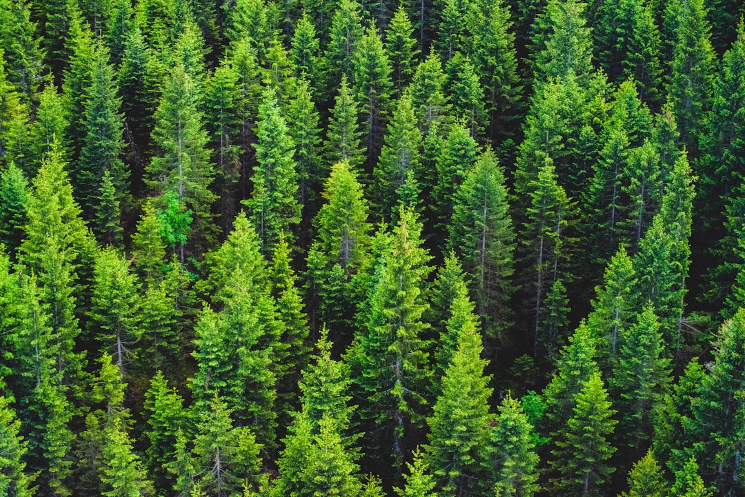 Photo Tech, Reforestation, Conservation