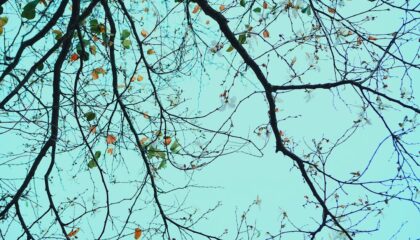 Photo Neurodiversity