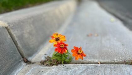 Photo Resilience