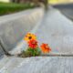 Photo Resilience