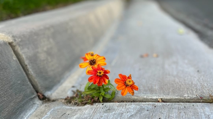 Photo Resilience