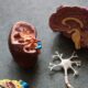 Photo Bio-Printed Organs