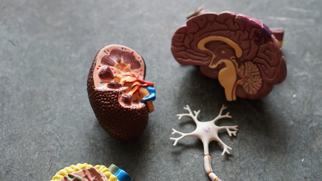 Photo Bio-Printed Organs