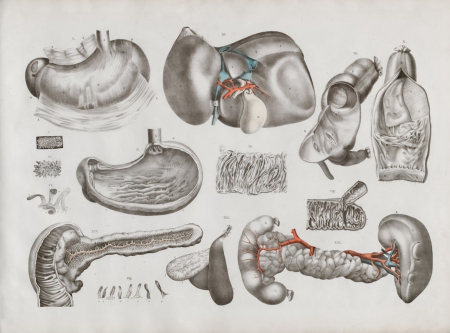 Photo Bio-Printed Organs