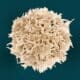 Photo Stem Cell Engineering