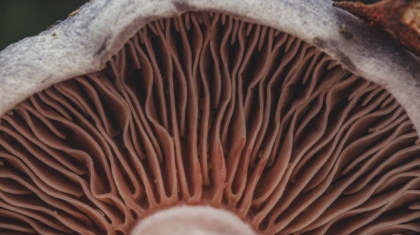 Photo Fungi-Based Materials