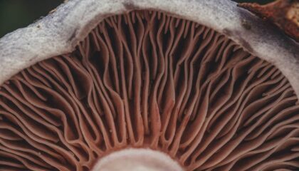 Photo Fungi-Based Materials
