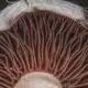 Photo Fungi-Based Materials