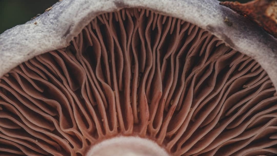 Photo Fungi-Based Materials
