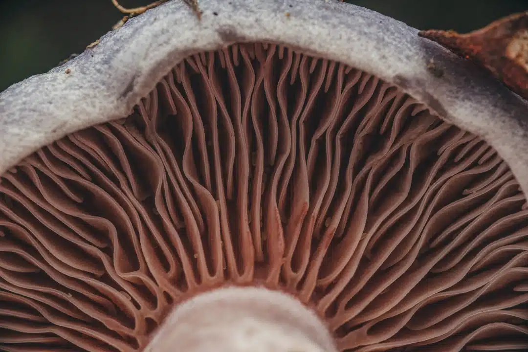 Photo Fungi-Based Materials