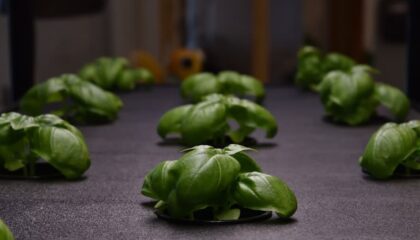Photo Hydroponic Systems