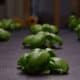 Photo Hydroponic Systems