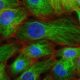 Photo Synthetic Biology Innovations