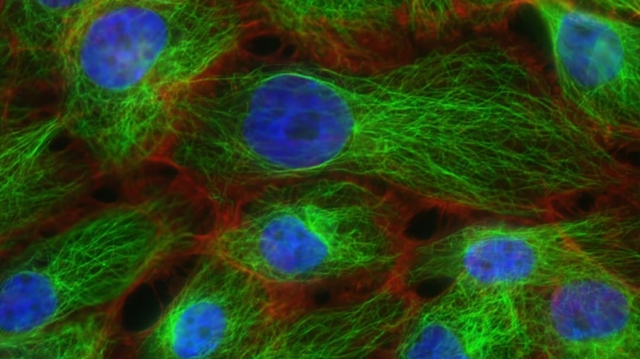 Photo Synthetic Biology Innovations
