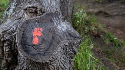 Photo Carbon Footprints