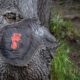Photo Carbon Footprints