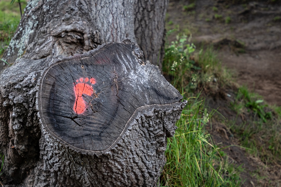 Photo Carbon Footprints