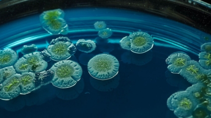 Photo Microbial Fuel Cells