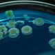 Photo Microbial Fuel Cells