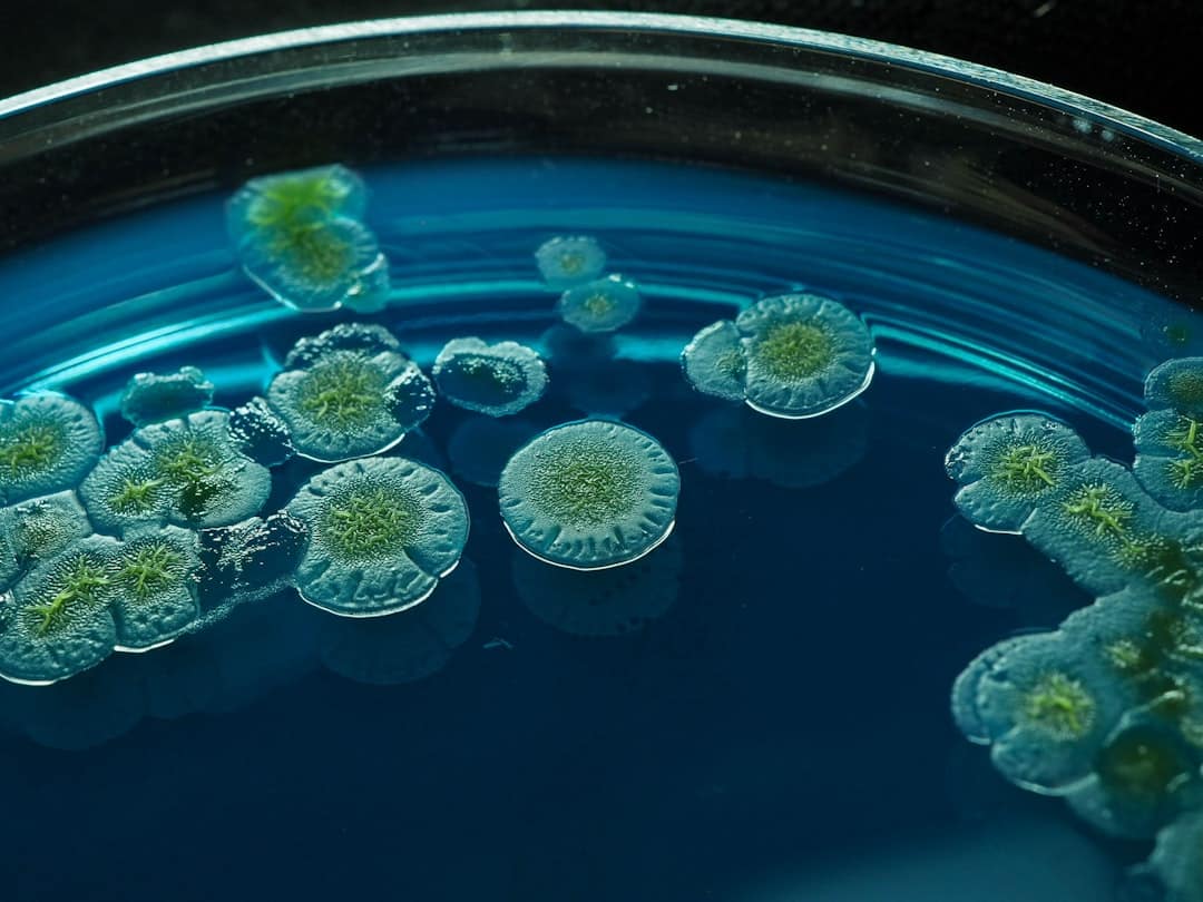 Photo Microbial Fuel Cells