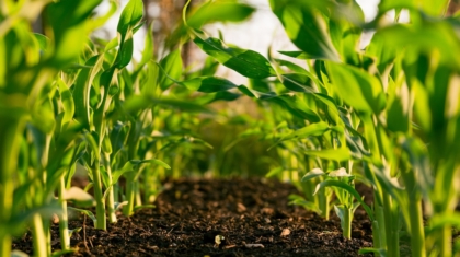 Photo Agricultural Yields