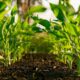 Photo Agricultural Yields