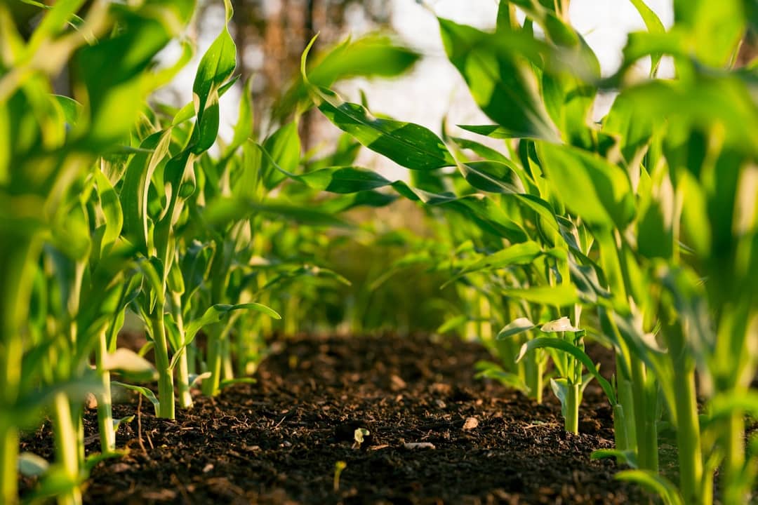 Photo Agricultural Yields