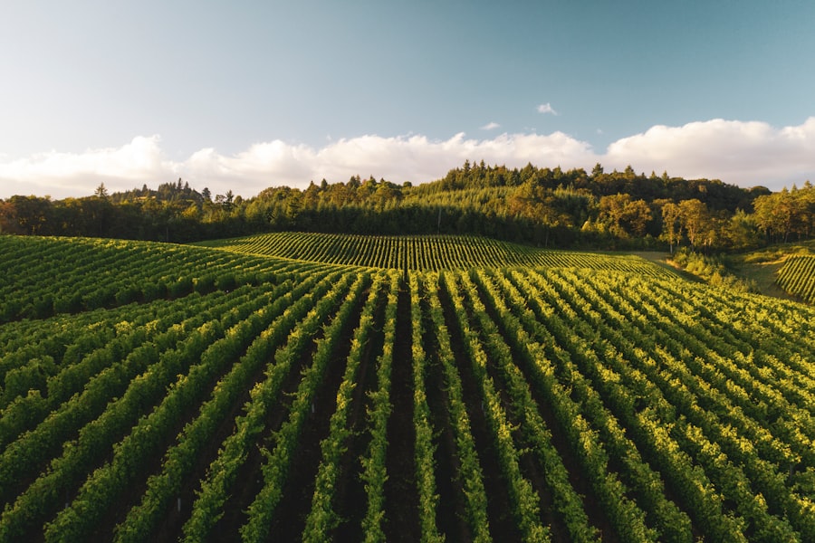 Maximizing Agricultural Yields Using Multispectral Drone Imaging 2 Photo Agricultural Yields