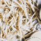 Photo Biodegradable Materials