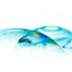 Photo Smart Contact Lenses