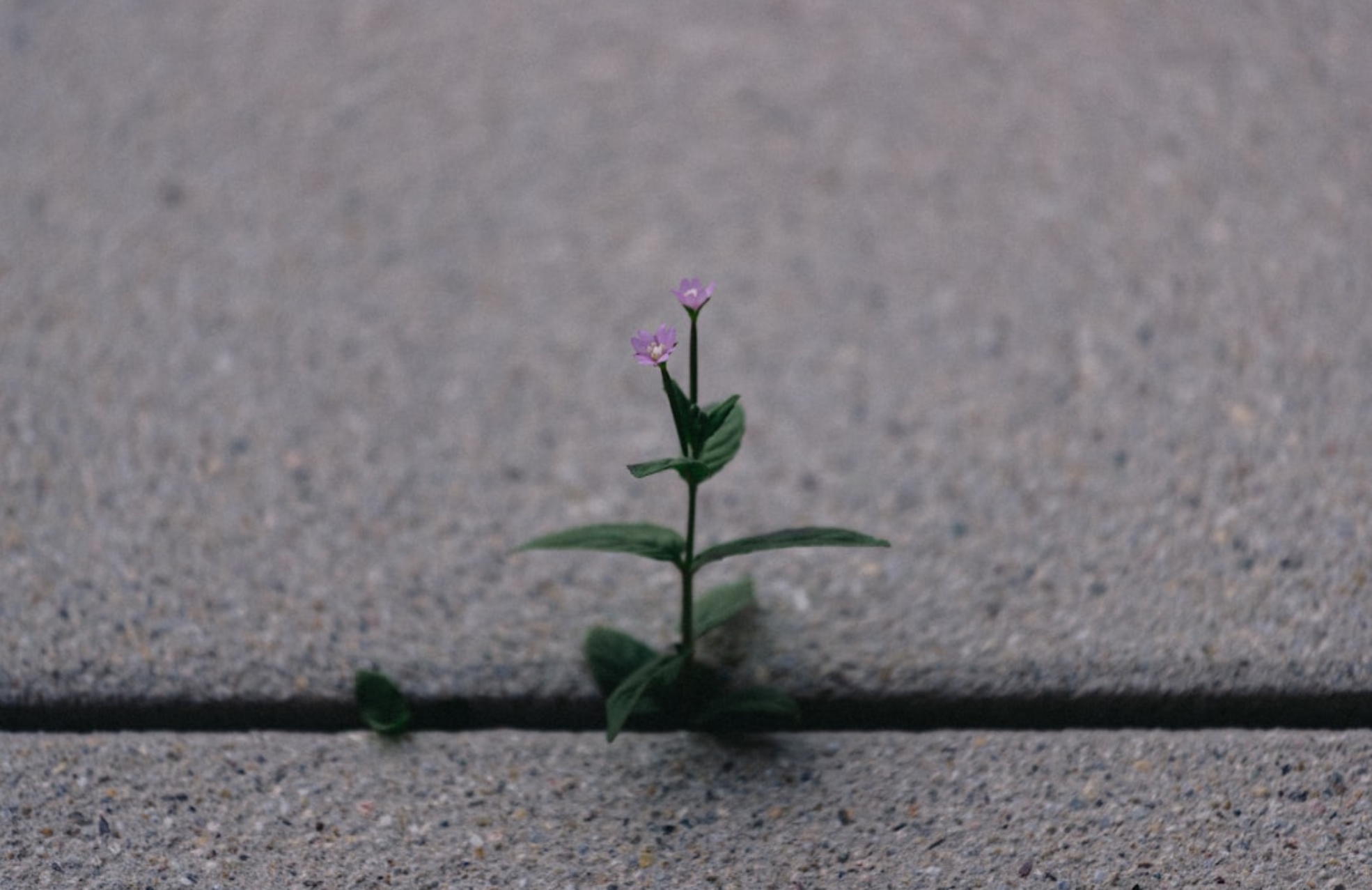 Photo Resilience