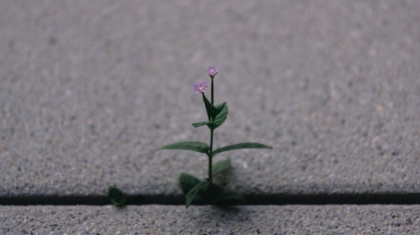 Photo Resilience