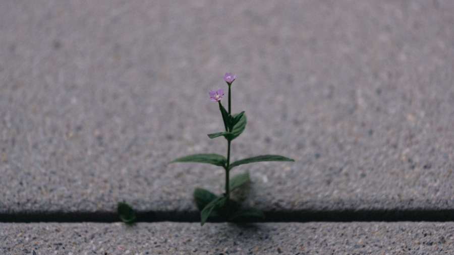 Photo Resilience
