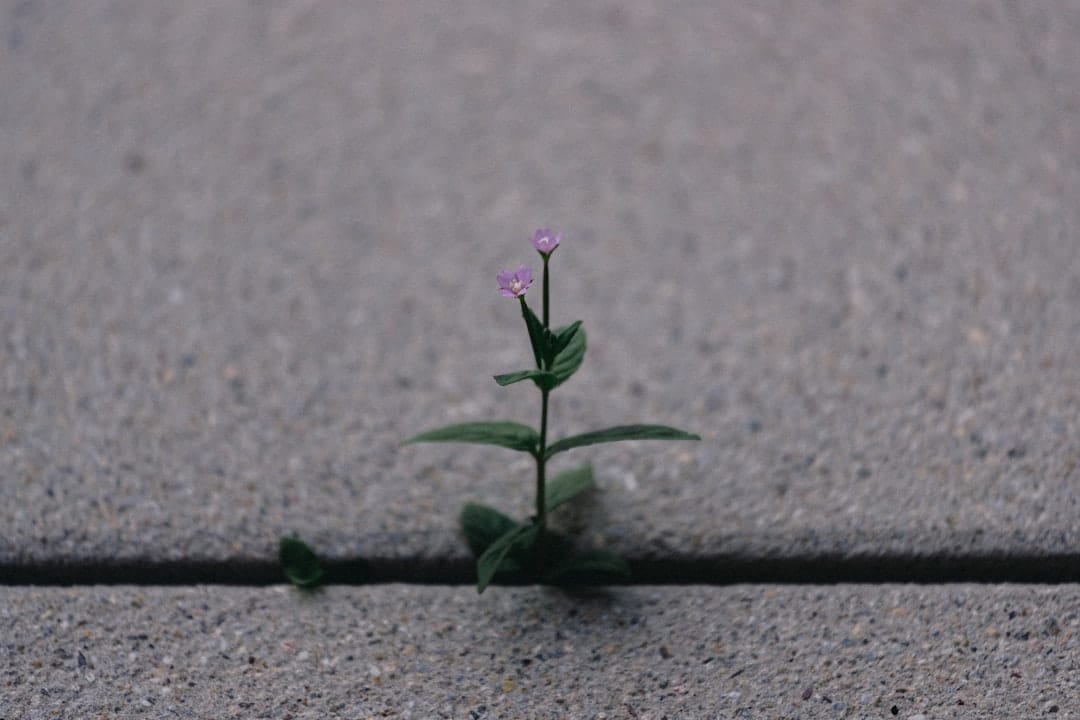 Photo Resilience