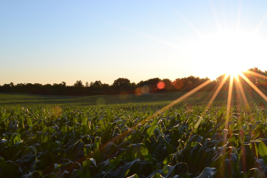 Agricultural Yields