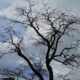 Photo Carbon Capture