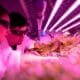 Photo Vertical Farming Automation
