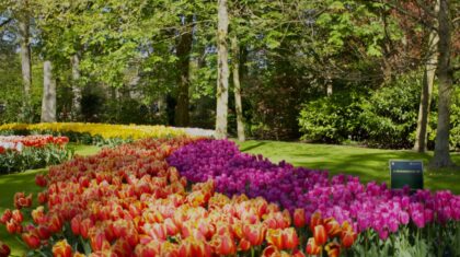 Photo Smart Garden Automation System