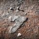 Photo Website Carbon Footprints